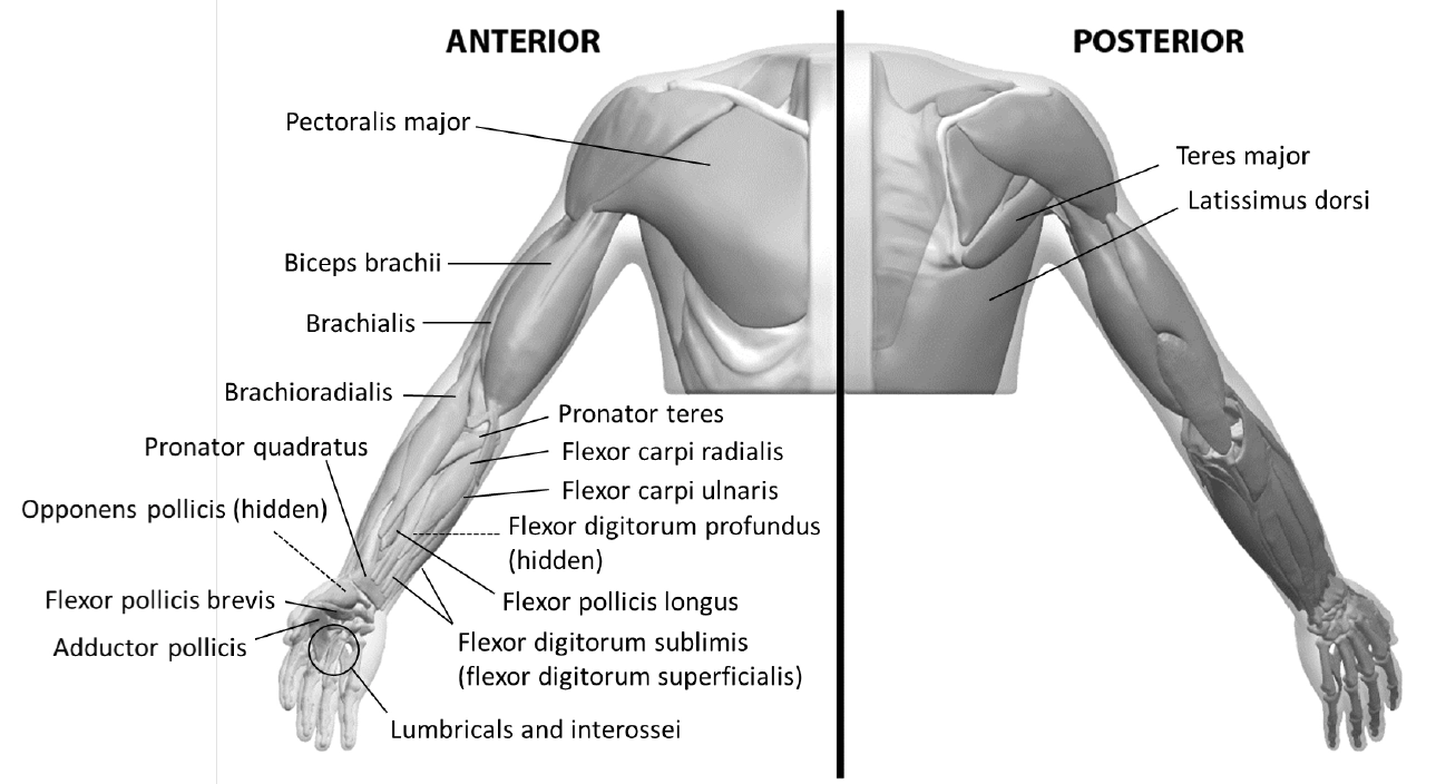 Застосування ботокс® комплекс ботулінічного токсину типу